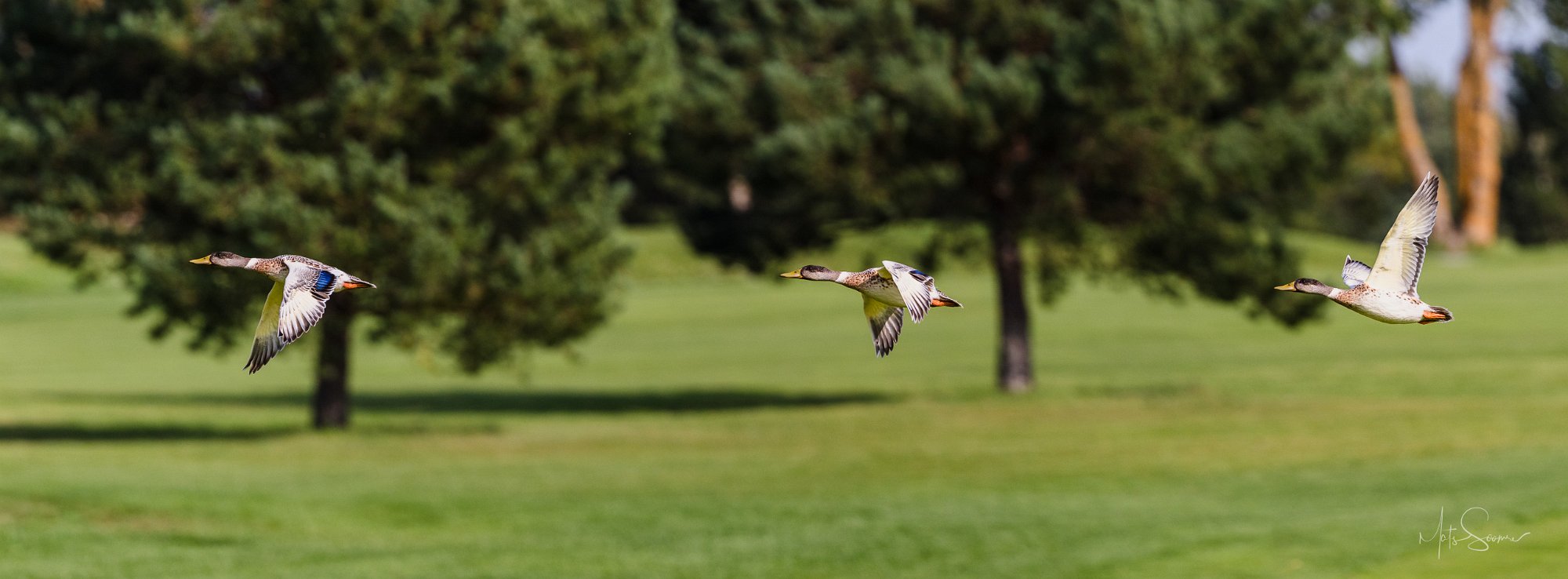 Niitvälja Golfiklubi President Cup 2023 